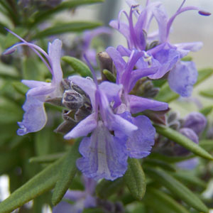 ROSEMARY TUSCAN BLUE - Click Image to Close